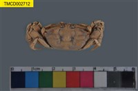 藏品(萬歲大眼蟹)的圖片